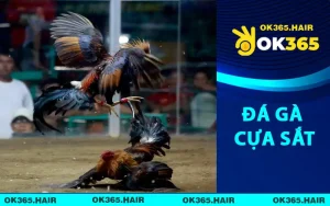 Đá Gà Cựa Sắt