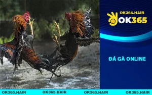 Đá Gà Online