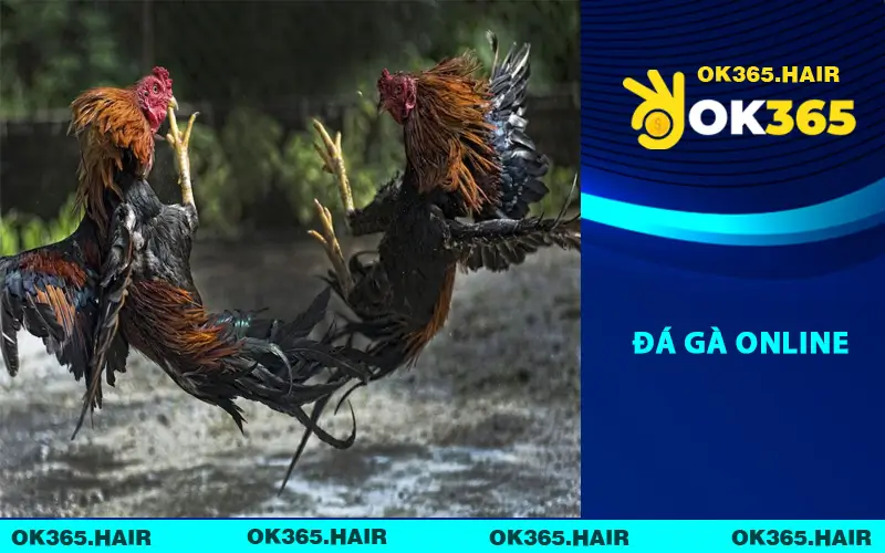 Đá Gà Online
