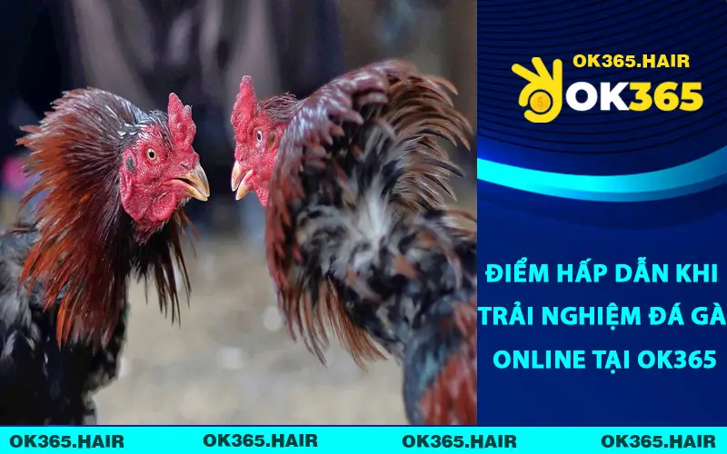 Điểm Hấp Dẫn Khi Trải Nghiệm Đá Gà Online Tại OK365