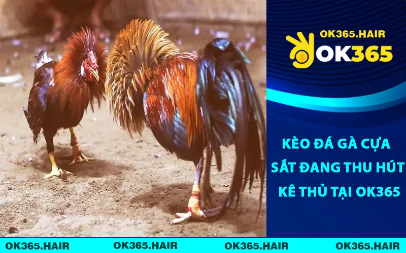 Kèo Đá Gà Cựa Sắt Đang Thu Hút Kê Thủ Tại OK365