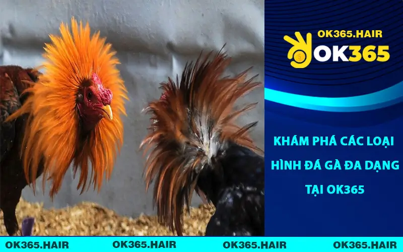 Khám phá các loại hình đá gà đa dạng tại OK365