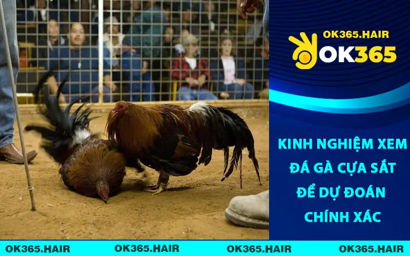 Kinh Nghiệm Xem Đá Gà Cựa Sắt Để Dự Đoán Chính Xác