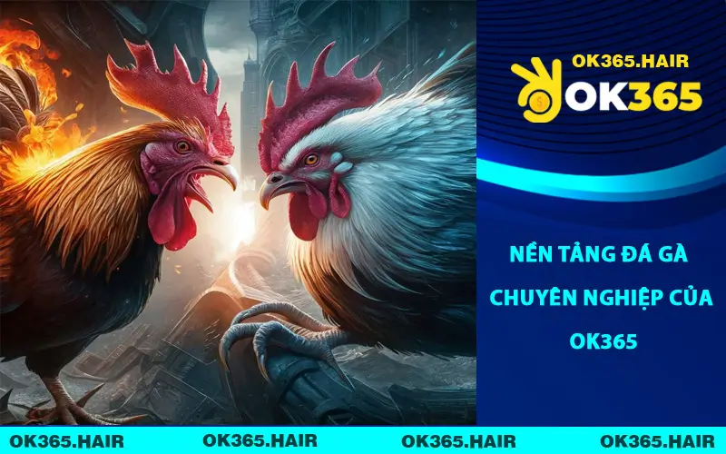 Nền tảng đá gà chuyên nghiệp của OK365