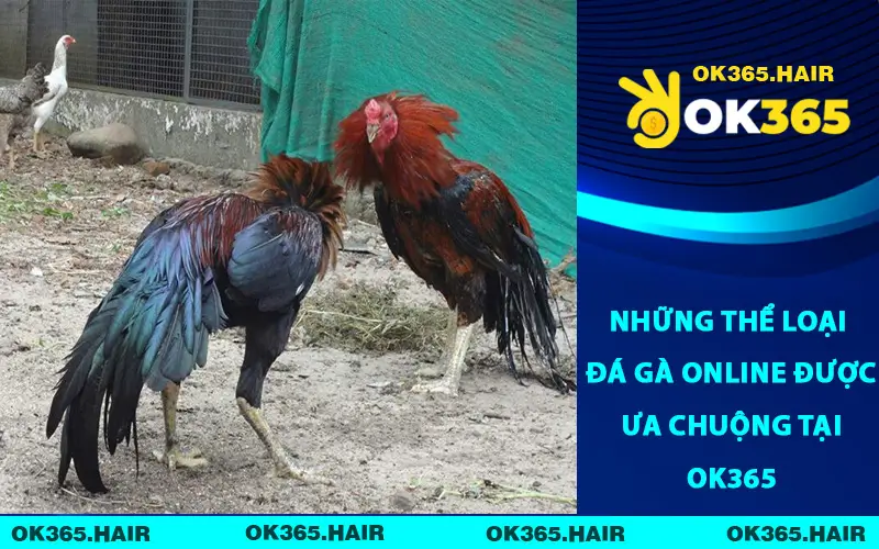 Những Thể Loại Đá Gà Online Được Ưa Chuộng Tại OK365