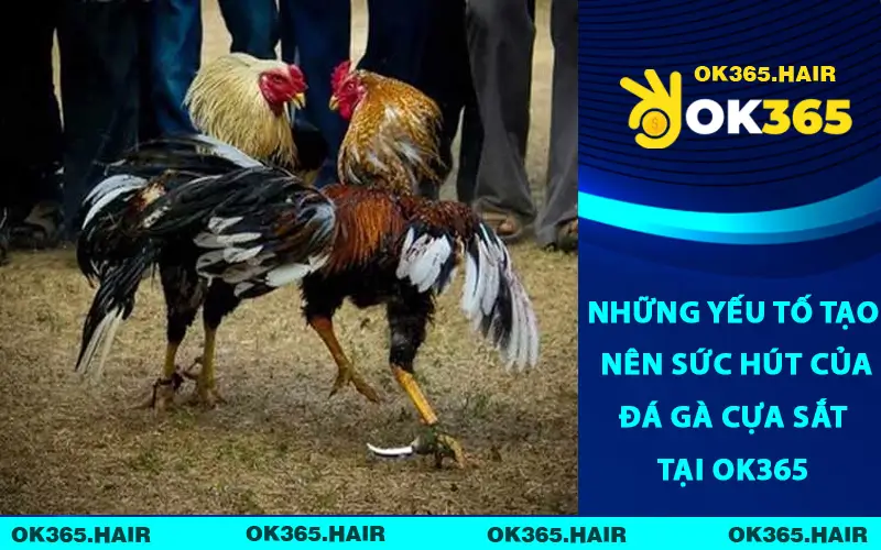 Những Yếu Tố Tạo Nên Sức Hút Của Đá Gà Cựa Sắt Tại OK365