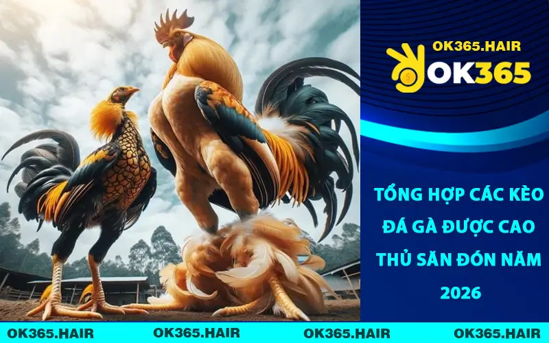 Tổng Hợp Các Kèo Đá Gà Được Cao Thủ Săn Đón Năm 2026
